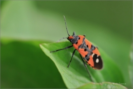 <p>PLOŠTIČKA PESTRÁ (Lygaeus equestris) jižní Morava ----/Black-and-Red-bug - Ritterwanze/</p>